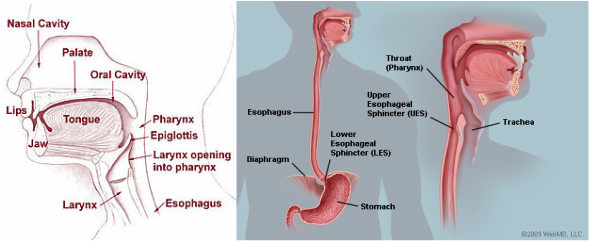 Esophagus - Digestive System